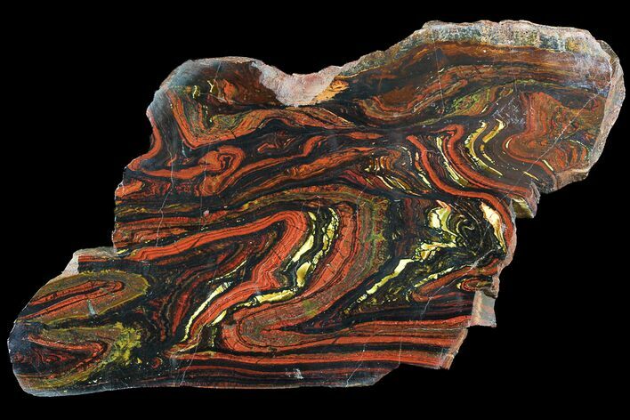 Polished Tiger Iron Stromatolite - ( Billion Years) #92825